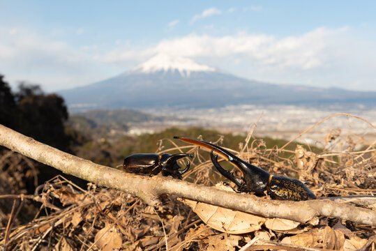 A Hercules beetle (Dynastes hercules) and a Japanese rhinoceros beetle (Allomyrina dichotoma) interact on a branch against a blurred Mount Fuji background in Shizuoka, Japan.