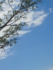 Obraz premium sky and tree