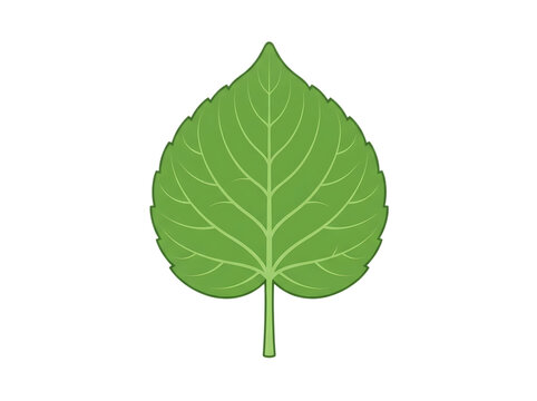 Isolated green leaf with water droplet on tip
