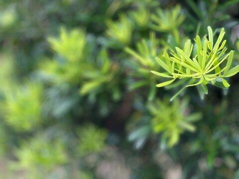 Macro photo of luminous light green podocarpus needle leaves radiating gracefully on a garden bush with a softly blurred background emphasizing tranquil botanical elegance.