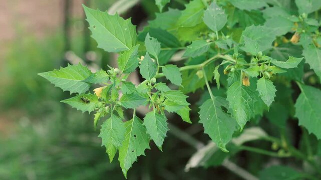 Healthy Tomatillo Plant Growing in Vegetable Garden Slow Zoom In