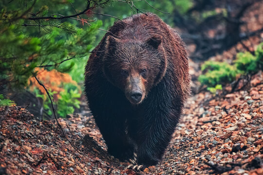 Front view of large grizzly bear walking on forest path in Canadian wilderness