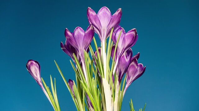 Violet Flowers Crocuses Blooming and Withering in Time Lapse on a Blue Background. Rotating Lilac Saffron Flower. Spring and Holiday Concept