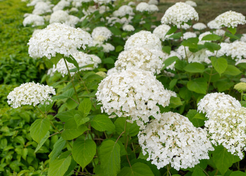 Abundant white flower heads of smooth hydrangea Hydrangea arborescens 'Annabelle' blooming across a lush garden bed. Large rounded inflorescences and bright green foliage create a classic ornamental l