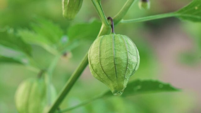 Unripe Tomatillo Growing in Papery Husk Close Up