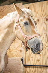Horses enjoying Life in the Barn  © Jenny