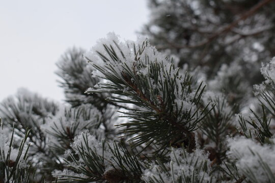 Snow covered pine tree branches with fresh winter snowfall