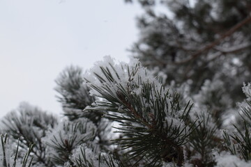 Snow covered pine tree branches with fresh winter snowfall © Olesia