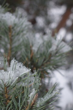 Snow covered pine tree branches with fresh winter snowfall