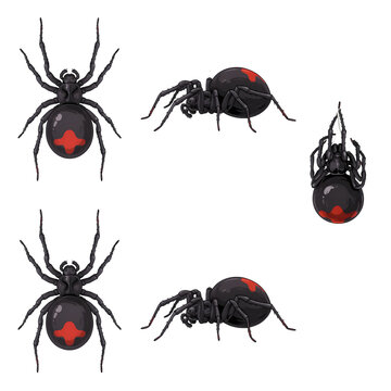 Black widow spider viewed from multiple angles with red hourglass marking isolated on transparent background