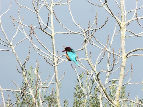 White-throated kingfisher Halcyon smyrnensis perched on dry tree branch with bright blue feathers