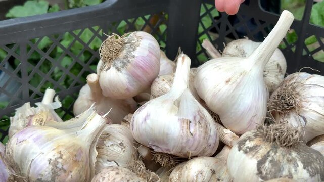 White garlic bulbs in plastic crate after garden harvest, organic farming, fresh harvest, healthy lifestyle, harvest season.