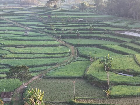 Yogyakarta, Indonesia - 06 August 2026: Aerial view of lush green rice terraces with a winding dirt path, small huts, and trees in the rural landscape of Yogyakarta.