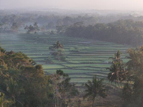Yogyakarta, Indonesia - 06 August 2026: Aerial view of lush green rice terraces surrounded by palm trees and misty tropical forest in the early morning light.
