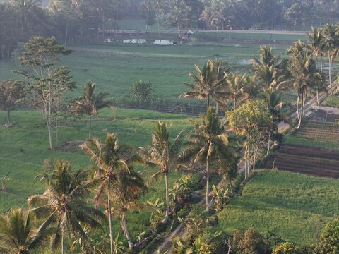 Yogyakarta, Indonesia - 06 August 2026: Aerial view of lush green rice paddies and palm trees in the rural landscape.