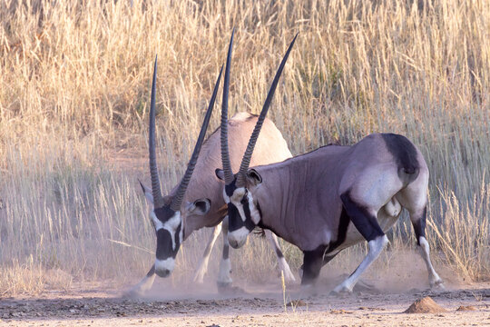Gemsbok or African Oryx (Oryx gazella) bulls fighting for domination at dawn, Kgalagadi Transfrontier Park, Kalahari, South Africa