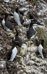 Guillemot de Troïl © JAG IMAGES
