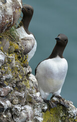 Guillemot de Troïl © JAG IMAGES