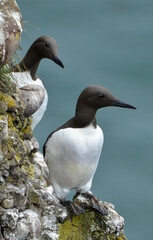 Guillemot de Troïl © JAG IMAGES