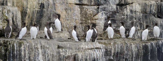 Guillemot de Troïl © JAG IMAGES