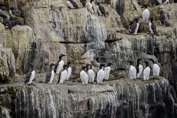 Guillemot de Troïl © JAG IMAGES
