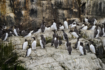 Guillemot de Troïl © JAG IMAGES