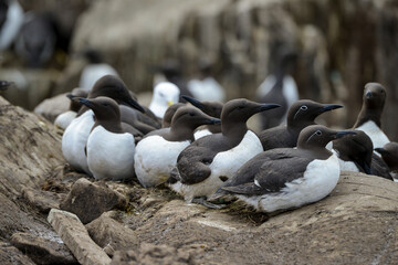 Guillemot de Troïl © JAG IMAGES