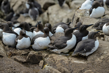 Guillemot de Troïl © JAG IMAGES