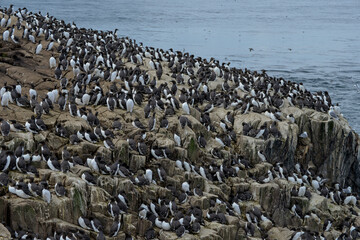 Guillemot de Troïl © JAG IMAGES