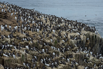 Guillemot de Troïl © JAG IMAGES