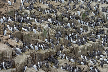 Guillemot de Troïl © JAG IMAGES
