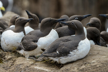 Guillemot de Troïl © JAG IMAGES