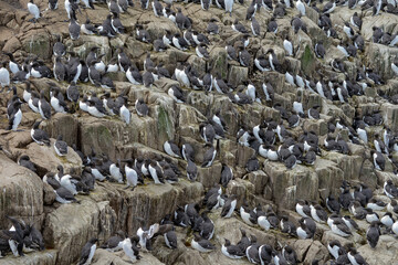 Guillemot de Troïl © JAG IMAGES