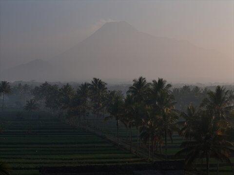 Yogyakarta, Special Region of Yogyakarta, Indonesia - 06 August 2026: Aerial view of lush rice paddies and rows of palm trees under a misty sky with Mount Merapi rising in the background.