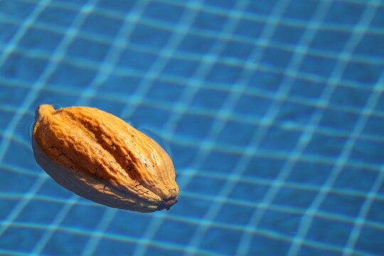 Yellow cocoa pod floating on a pool