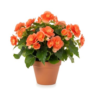 A potted plant with vibrant orange flowers