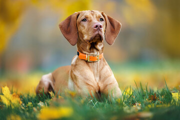 Fototapeta premium vizsla dog lying on grass with fallen autumn leaves in the park