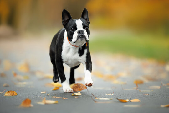 cute boston terrier dog walking in autumn park
