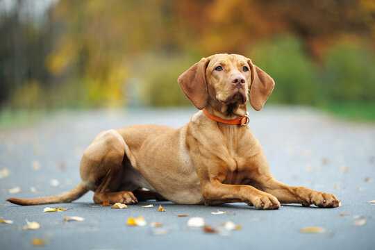 hungarian vizsla dog lying down in the park in autumn