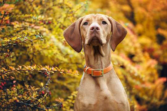 young vizsla dog portrait outdoors in autumn in front of a bush