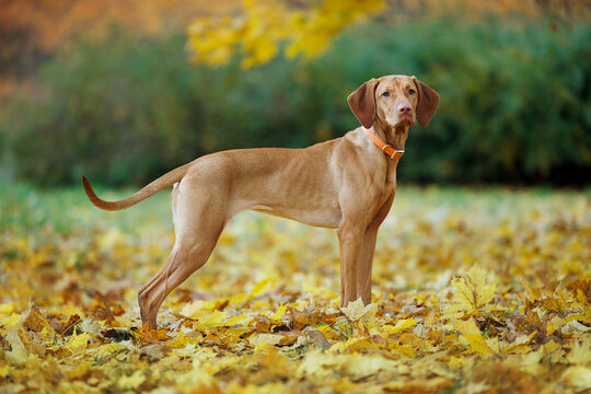 cute vizsla dog posing in the park on fallen autumn leaves