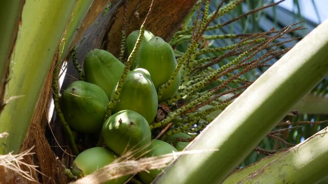 Close-up of green unripe coconuts growing in a cluster on a palm tree with tropical leaves in the background. Exotic fruit.