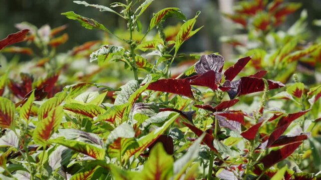 Close-up of amaranth leaves and tops waving gently in the wind in a dense field. Natural movement.