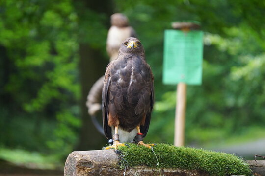Myszołowiec towarzyski (Parabuteo unicinctus), znany r&oacute;wnież jako jastrząb Harrisa, przedstawiciel rodziny jastrzębiowatych. Średniej wielkości ptak drapieżny.