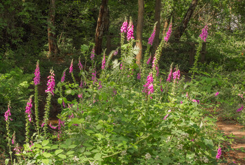 Beautiful Digitalis, Fox Glove, plant in flowers at Shakerley Mere, Northwich, Cheshire, UK © Sue Burton