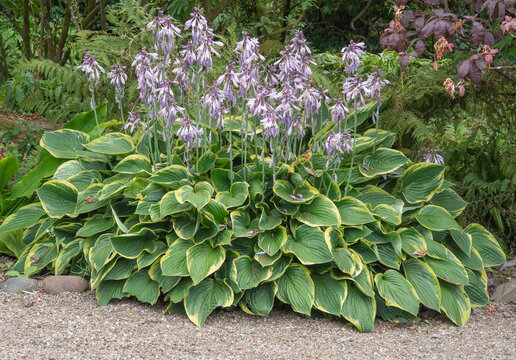 Very large and impressive Hosta in amazing condition, Arley Hall, Northwich, Cheshire, UK