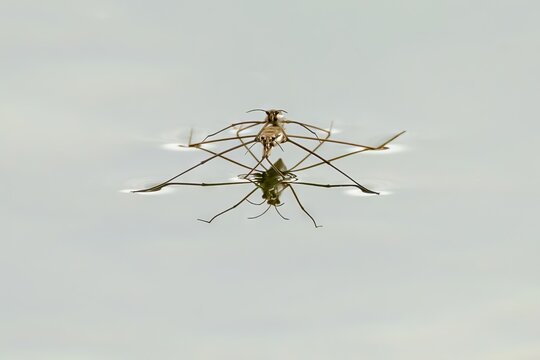 water strider (Gerridae)