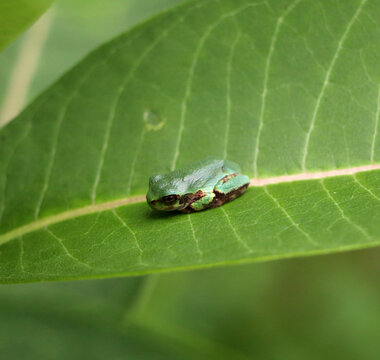 Macro shot of bright green tree frog resting along leaf central vein