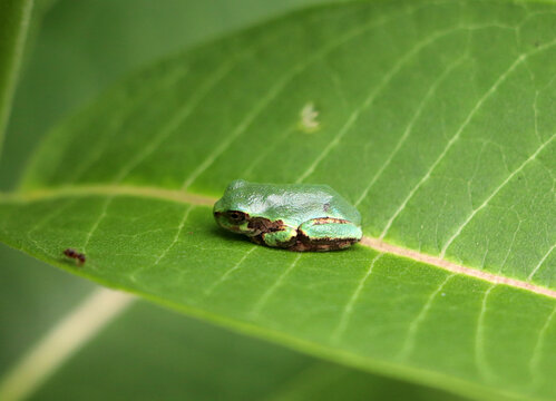 Small green tree frog resting peacefully on sunlit green leaf