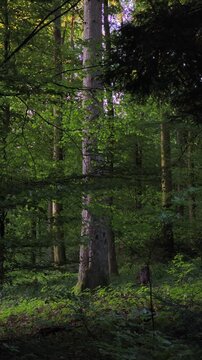 forest in the morning